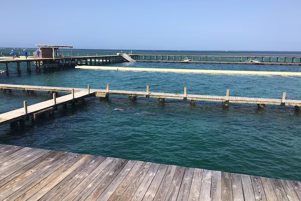 Dolphin Explorer near Hyatt Vivid Punta Cana with interactive dolphin experiences and marine park attractions